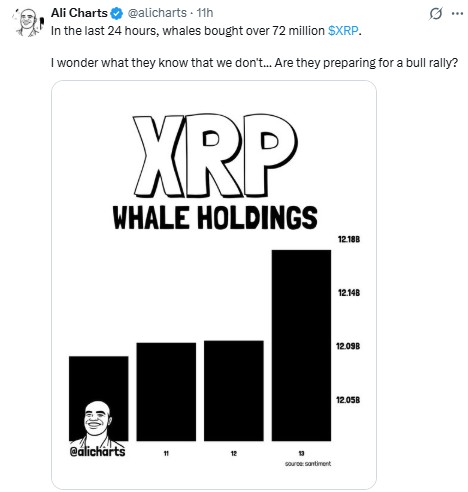 XRP Whale Holding trend